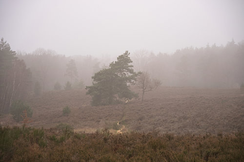 Zwei Bäume im Morgennebel