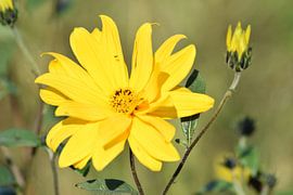Yellow flower by Hindeloopen Natuurlijk