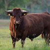 Imposante stier toont zich als de baas in de wei van Herman Peters
