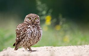 Hibou de pierre sur Rando Kromkamp