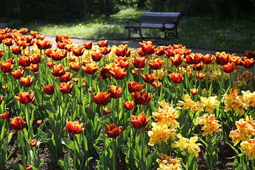 Kurpark von Bad Neustadt mit Tulpenbeet im Sommer