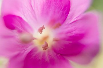 Wilgenroosje, macrofotografie van bloem van Pauline Weder