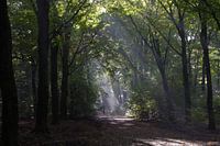 Bomen met zonlicht