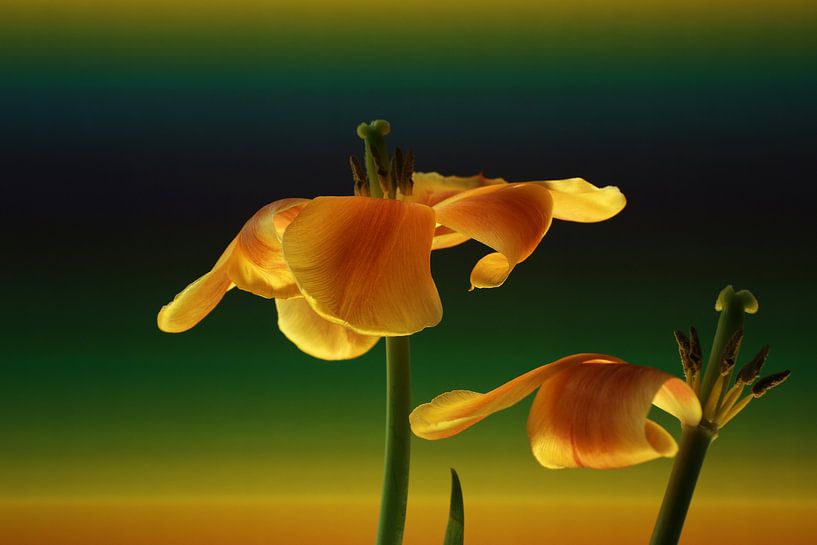 Floral art - Tulips art by Wim Bodewes