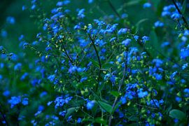 Myosotis