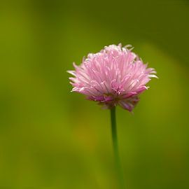 Bieslook of Allium schoenoprasum van Ronald Smits