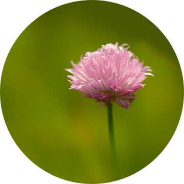 Bieslook of Allium schoenoprasum van Ronald Smits