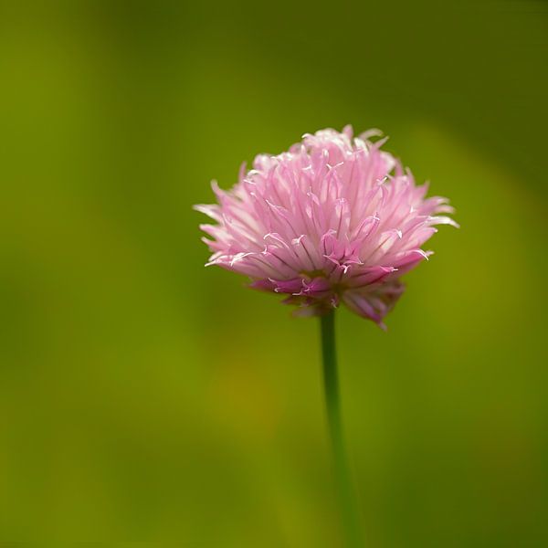 Pink Chive by Ronald Smits