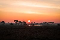 Sunrise on the Kalmthoutse heath