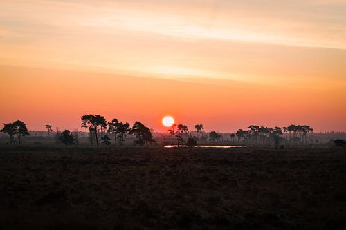 Sunrise on the Kalmthoutse heath