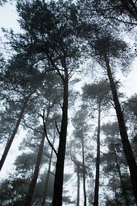 Mist in het bos van Milou Oomens