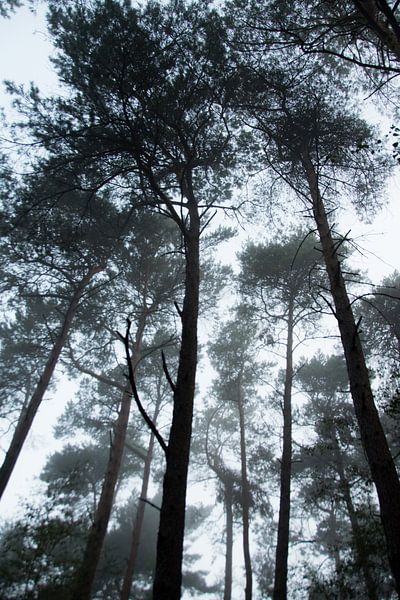 Mist in het bos von Milou Oomens