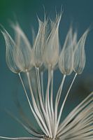 Paardenbloem