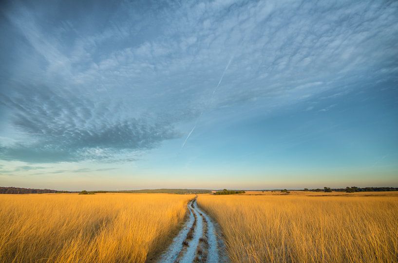 Roozendaalsche veld van Lex Scholten