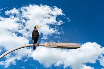 Een aalscholver bij de sluis in Rothenburg aan de Elbe op het Mittellandkanaal. van Andreas Völkel