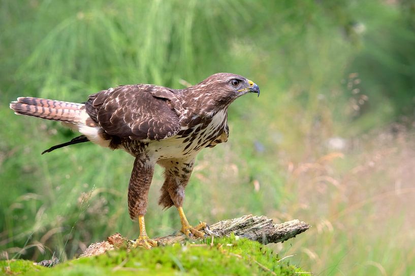 Buizerd van John Dekker