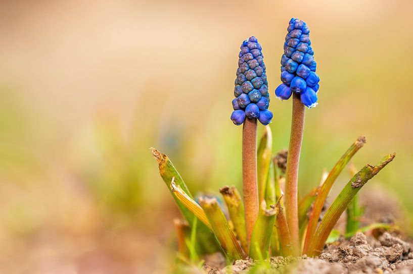Paarse Miner Bloesems van Mario Plechaty Photography