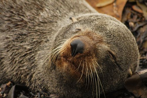 Zeehond in slaap
