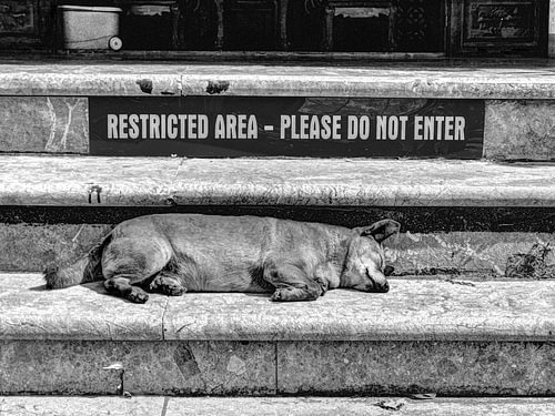 ZONE RÉSERVÉE - VEUILLEZ NE PAS ENTRER - CHIEN DE GARDE NOIR ET BLANC