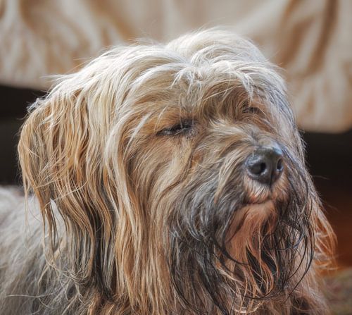 Portret van een mannelijke Tibetaanse Terrier