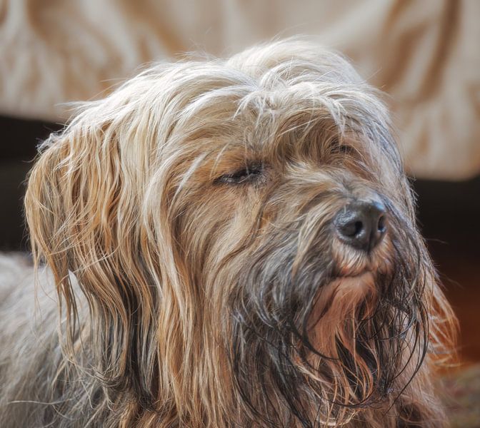 Portrait von einem Tibet Terrier Rüden von ManfredFotos