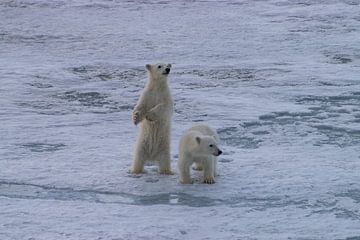 Welpen IJsbeer Spitsbergen van Merijn Loch