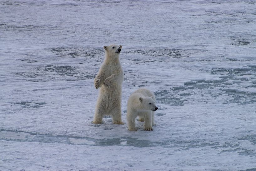 Junglöwen Eisbär Spitzbergen von Merijn Loch