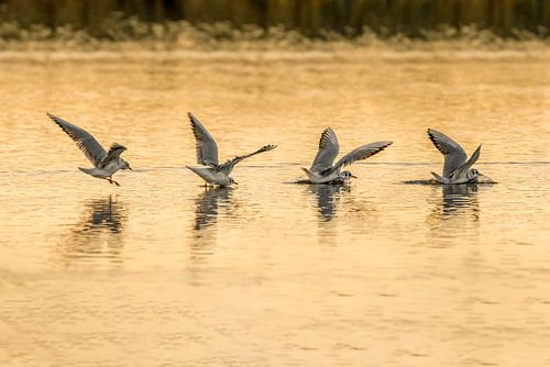 Kun jij landen? meeuw landen