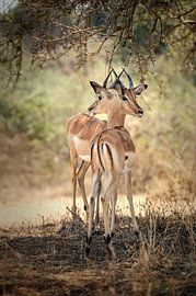 2 Impala's keeping a close eye on the surroundings by Saskia Houben