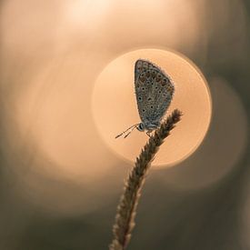 Papillon : bleu icarus (Polyommatus icarus) avec soleil levant sur Moetwil en van Dijk - Fotografie