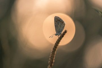 Schmetterling: Ikarusbläuling (Polyommatus icarus) mit aufgehender Sonne