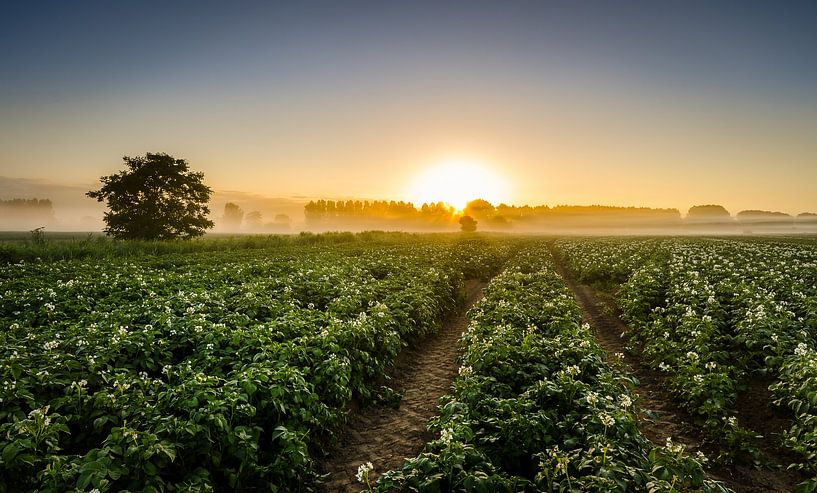 Plants de pommes de terre en fleurs le matin par LiemersLandschap