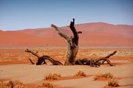 NAMIBIA ... Namib Desert Tree von Meleah Fotografie Miniaturansicht