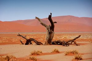 NAMIBIA ... Namib Desert Tree von Meleah Fotografie
