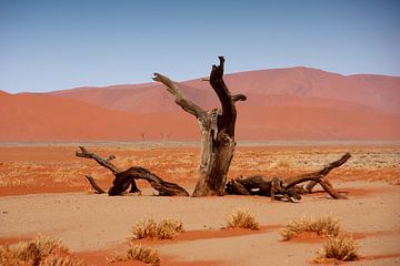 NAMIBIA ... Namib Desert Tree van Meleah Fotografie