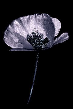 Mohn rosa von Peter Bartelings