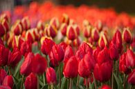 Feld mit roten Tulpen,  Niederlande von Peter Schickert Miniaturansicht