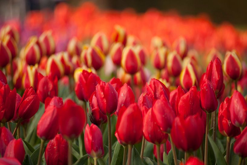 Field with red tulips, Netherlands by Peter Schickert