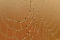 Water drop in cobweb by Moetwil en van Dijk - Fotografie thumbnail