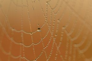 Dauwdruppels in spinnenweb van Moetwil en van Dijk - Fotografie
