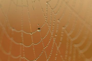 Wassertropfen im Spinnennetz von Moetwil en van Dijk - Fotografie