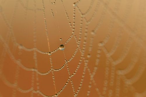 Dauwdruppels in spinnenweb