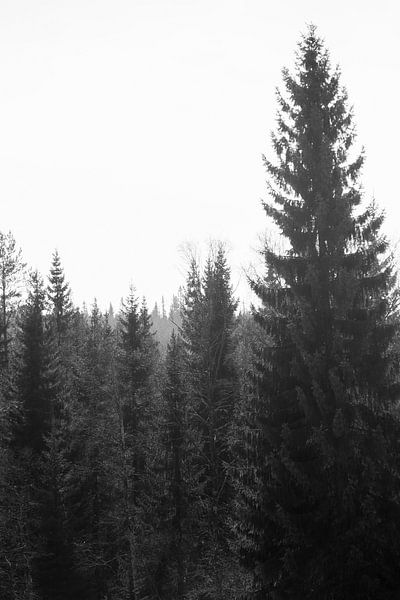 zwart wit dennenboom van Nienke Stegeman