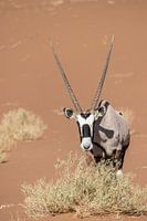 Gemsbok, Oryx