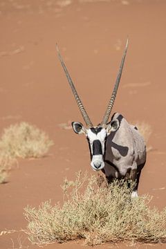 Gemsbok, Oryx