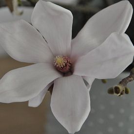 Bloem van magnolia boom van Anneke Wever