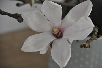 Bloem van magnolia boom van Anneke Wever
