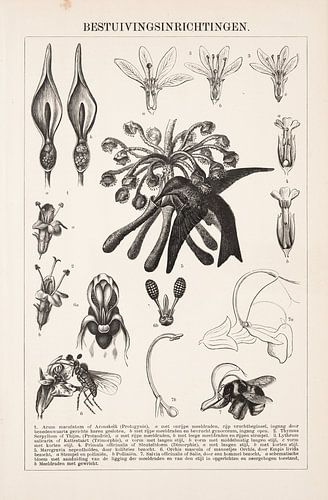 Botanische prent Bestuivingsinrichtingen