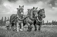 Trekpaarden, zwart/wit van Lisette van Peenen thumbnail