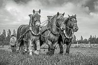 Trekpaarden, zwart/wit